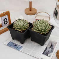 5'' Echeveria Butterfly Variegated, Rare Live Succulent Plants