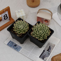 5'' Echeveria Butterfly Variegated, Rare Live Succulent Plants