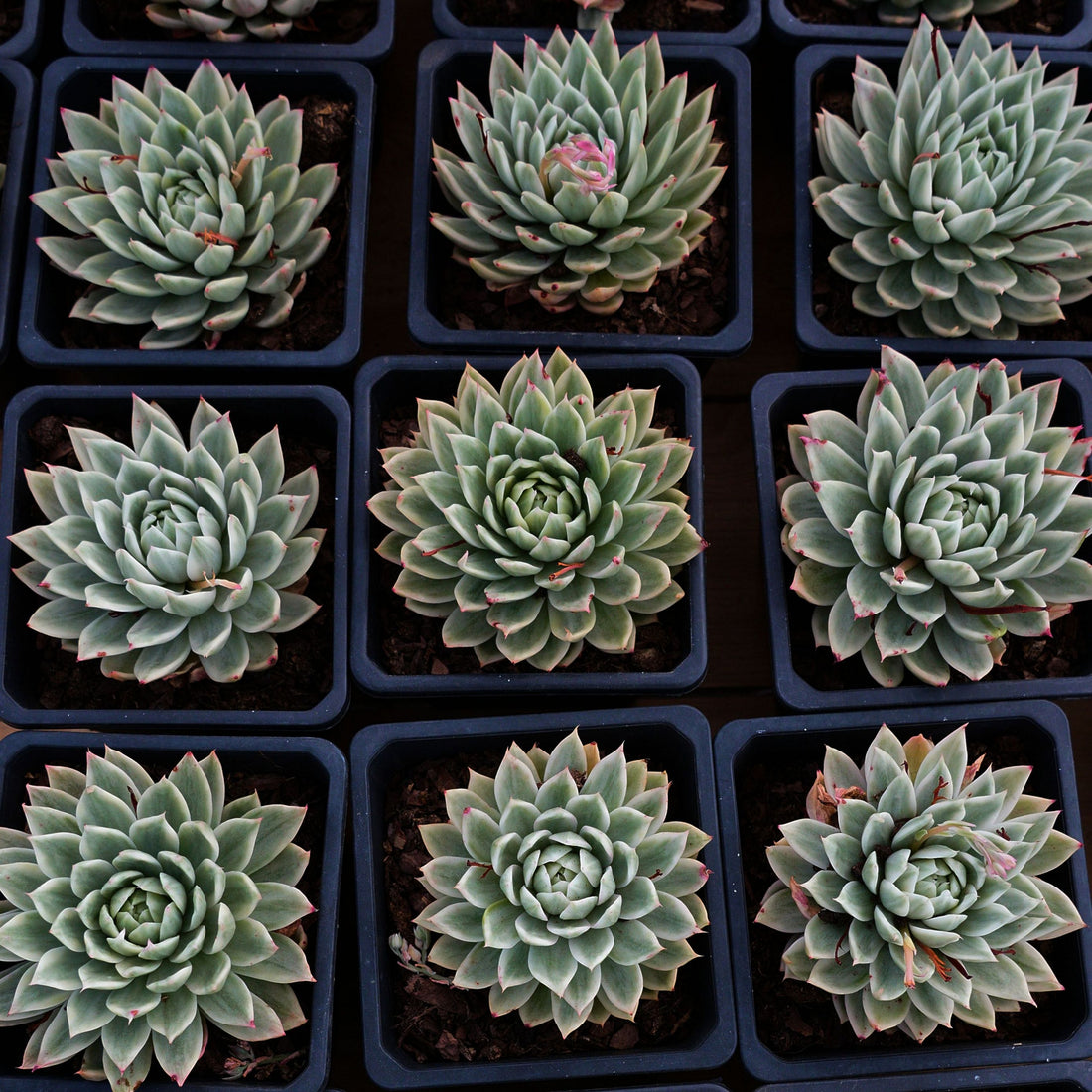 5'' Echeveria Butterfly Variegated, Rare Live Succulent Plants