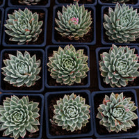 5'' Echeveria Butterfly Variegated, Rare Live Succulent Plants