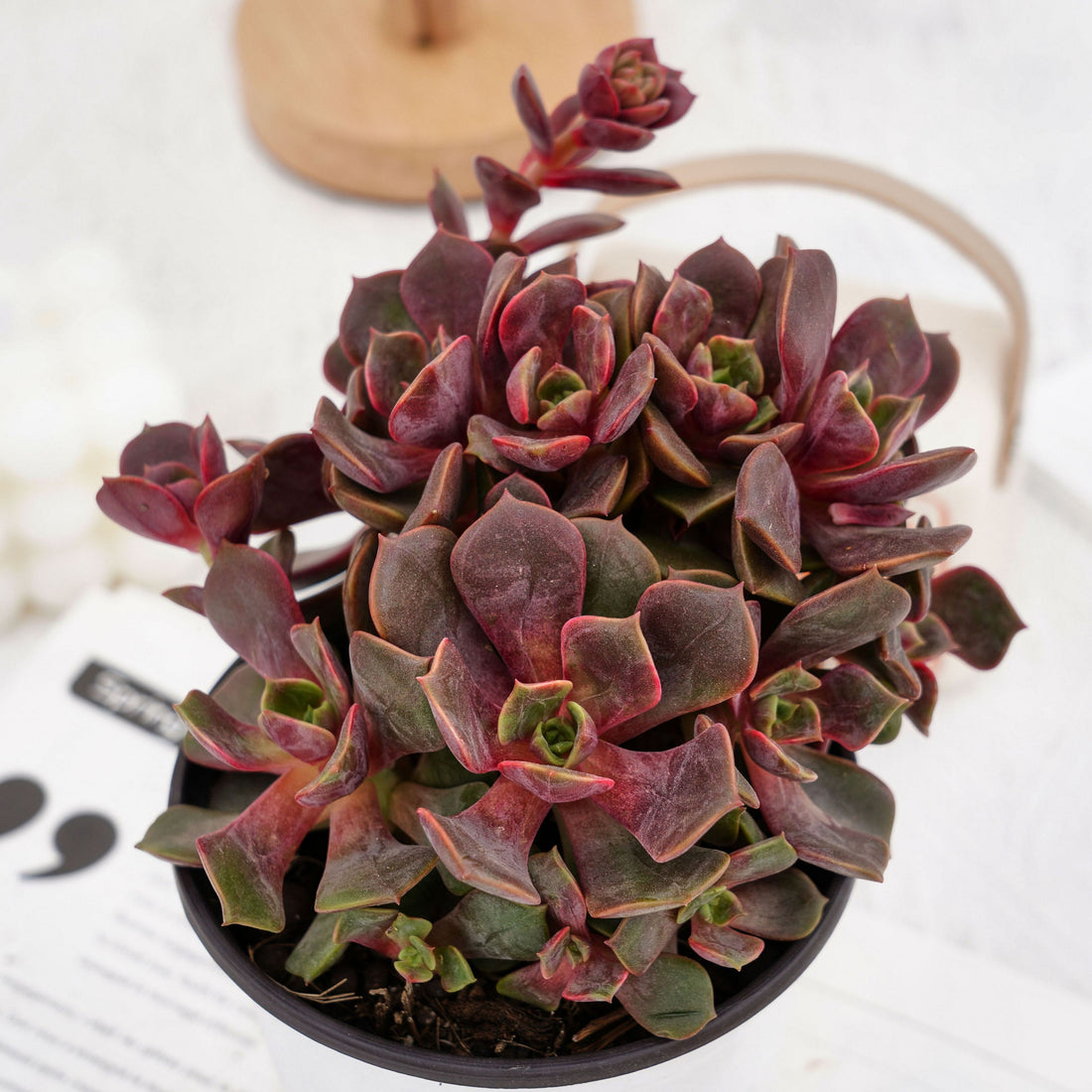 5'' Echeveria Zester, Rare Live Succulent Plants