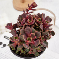 5'' Echeveria Zester, Rare Live Succulent Plants