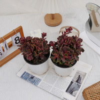5'' Echeveria Zester, Rare Live Succulent Plants