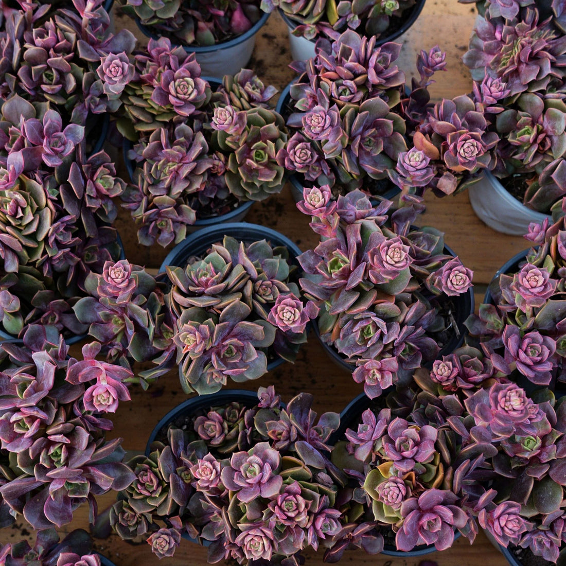 5'' Echeveria Zester, Rare Live Succulent Plants