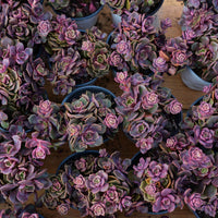 5'' Echeveria Zester, Rare Live Succulent Plants