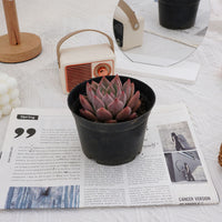 4'' Echeveria Wedding Ring, Rare Live Succulent Plants