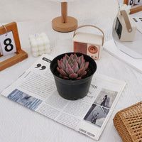 4'' Echeveria Wedding Ring, Rare Live Succulent Plants