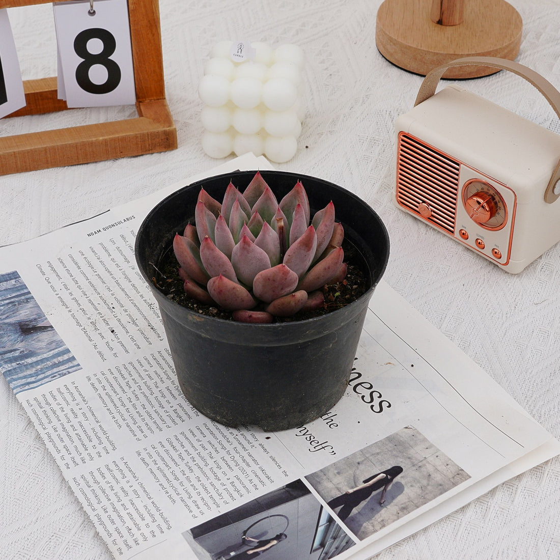4'' Echeveria Wedding Ring, Rare Live Succulent Plants