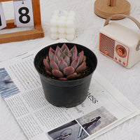 4'' Echeveria Wedding Ring, Rare Live Succulent Plants