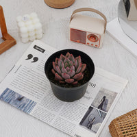 4'' Echeveria Wedding Ring, Rare Live Succulent Plants