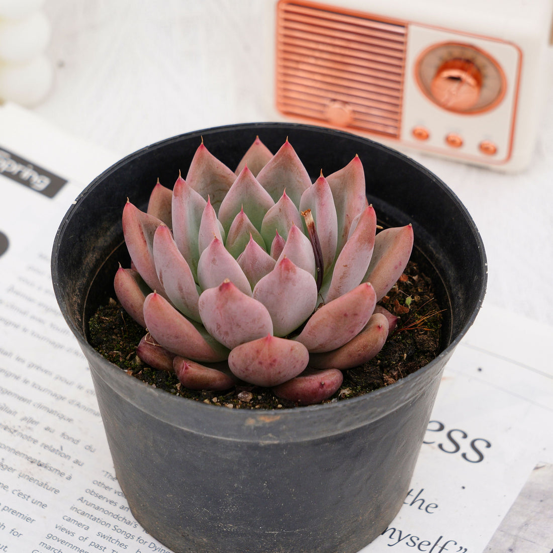 4'' Echeveria Wedding Ring, Rare Live Succulent Plants