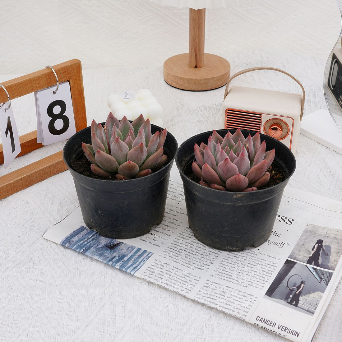 4'' Echeveria Wedding Ring, Rare Live Succulent Plants