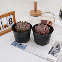 4'' Echeveria Wedding Ring, Rare Live Succulent Plants