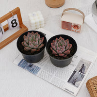 4'' Echeveria Wedding Ring, Rare Live Succulent Plants