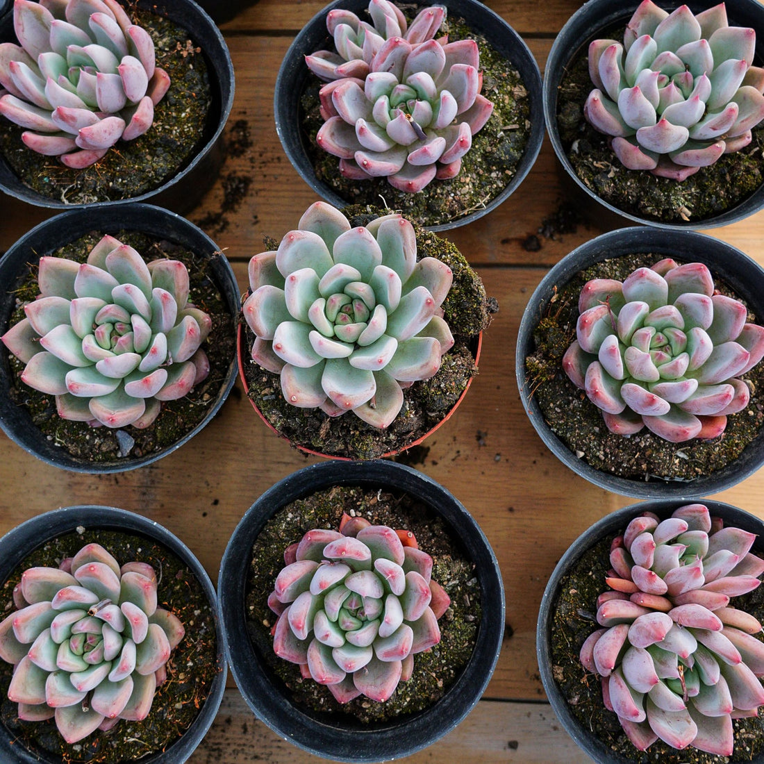 4'' Echeveria Wedding Ring, Rare Live Succulent Plants
