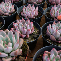 4'' Echeveria Wedding Ring, Rare Live Succulent Plants
