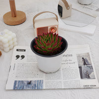5'' Echeveria Agavoides Red Edge, Rare Live Succulent Plants