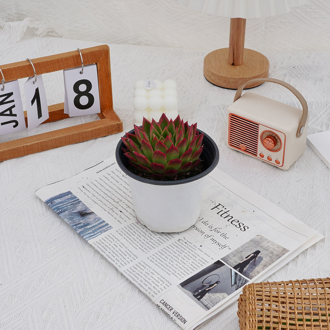 5'' Echeveria Agavoides Red Edge, Rare Live Succulent Plants