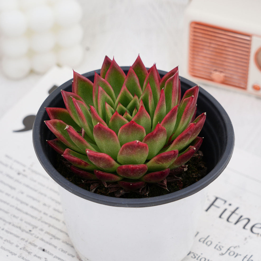 5'' Echeveria Agavoides Red Edge, Rare Live Succulent Plants
