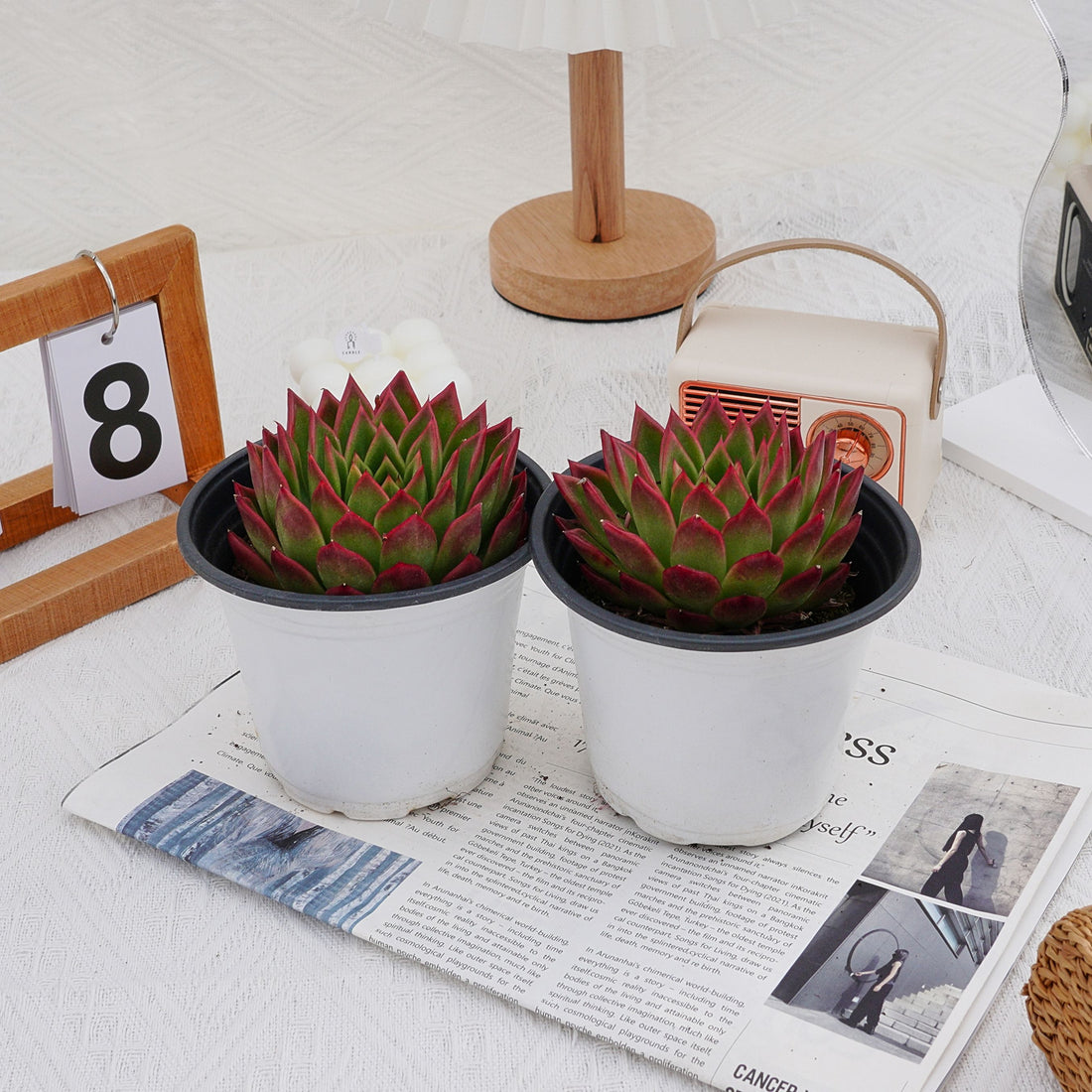 5'' Echeveria Agavoides Red Edge, Rare Live Succulent Plants