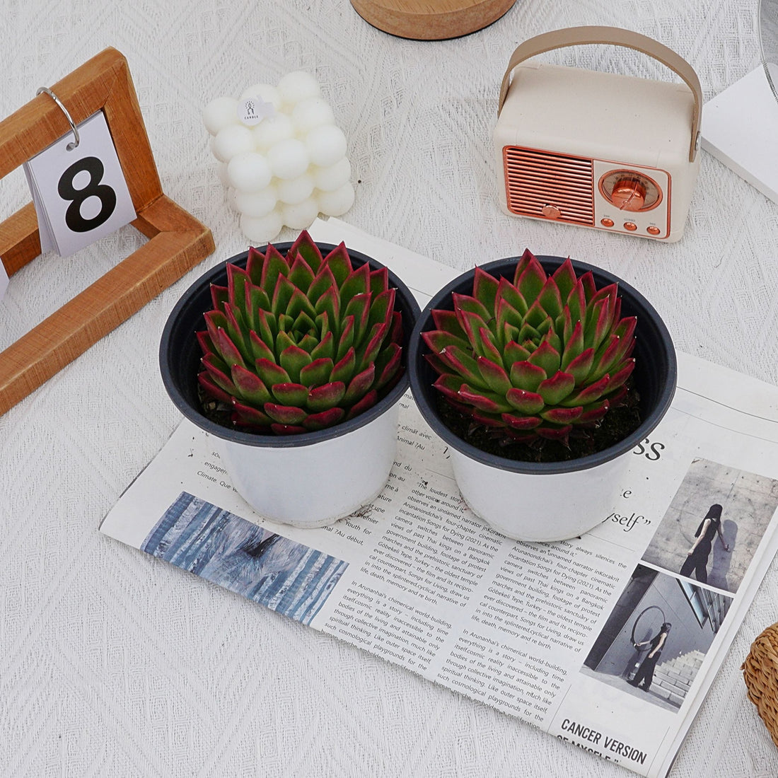 5'' Echeveria Agavoides Red Edge, Rare Live Succulent Plants