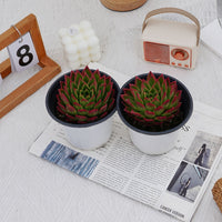5'' Echeveria Agavoides Red Edge, Rare Live Succulent Plants