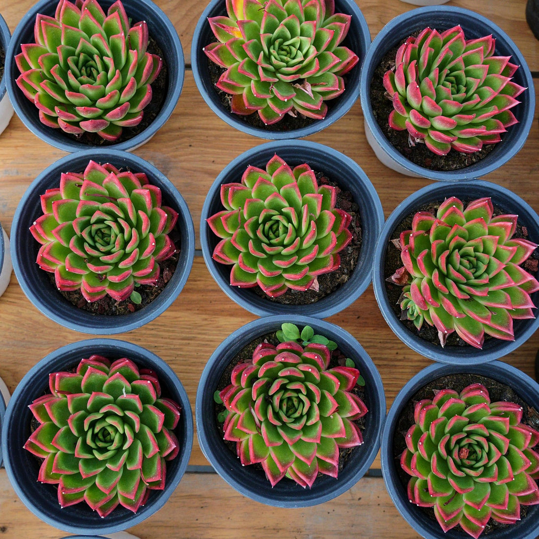 5'' Echeveria Agavoides Red Edge, Rare Live Succulent Plants