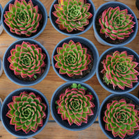 5'' Echeveria Agavoides Red Edge, Rare Live Succulent Plants