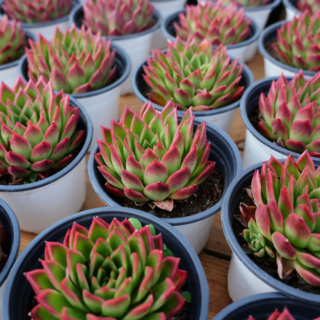 5'' Echeveria Agavoides Red Edge, Rare Live Succulent Plants