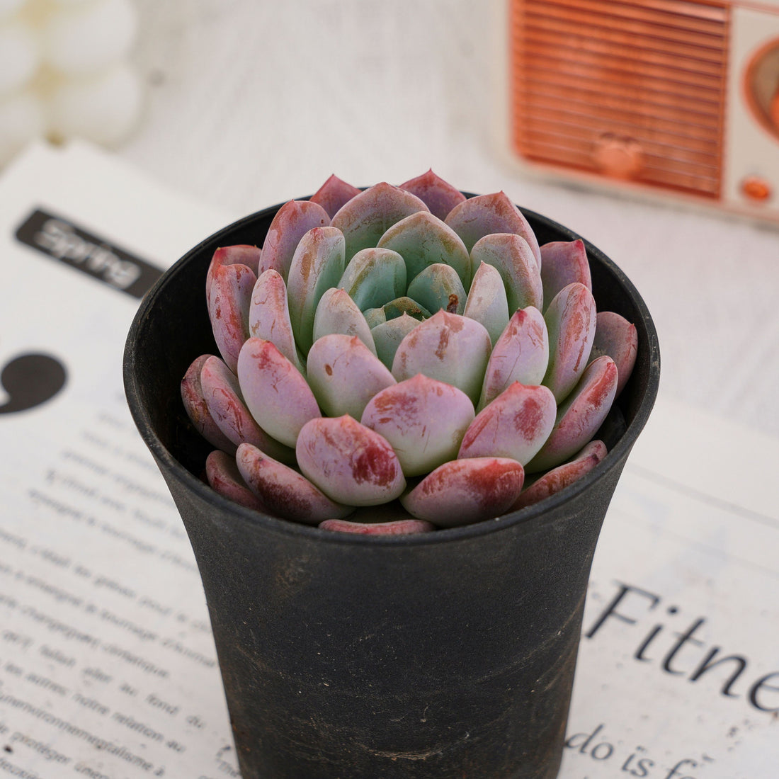 4'' Echcveria Snow Dream, Rare Live Succulent Plants