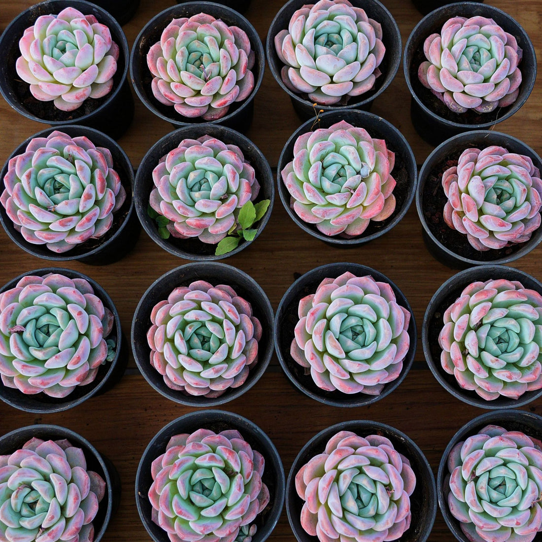 4'' Echcveria Snow Dream, Rare Live Succulent Plants
