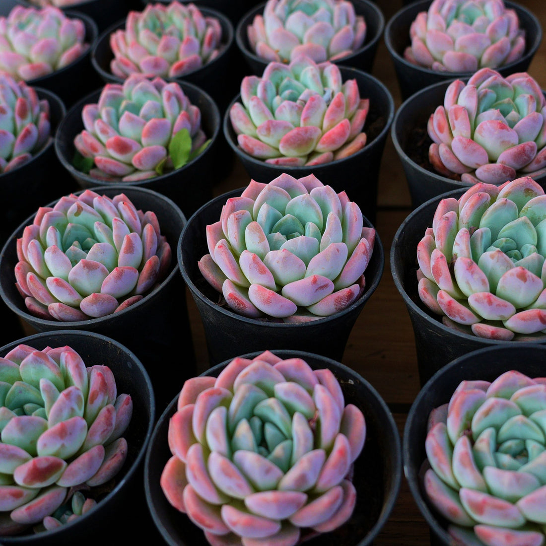 4'' Echcveria Snow Dream, Rare Live Succulent Plants