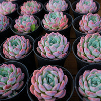 4'' Echcveria Snow Dream, Rare Live Succulent Plants
