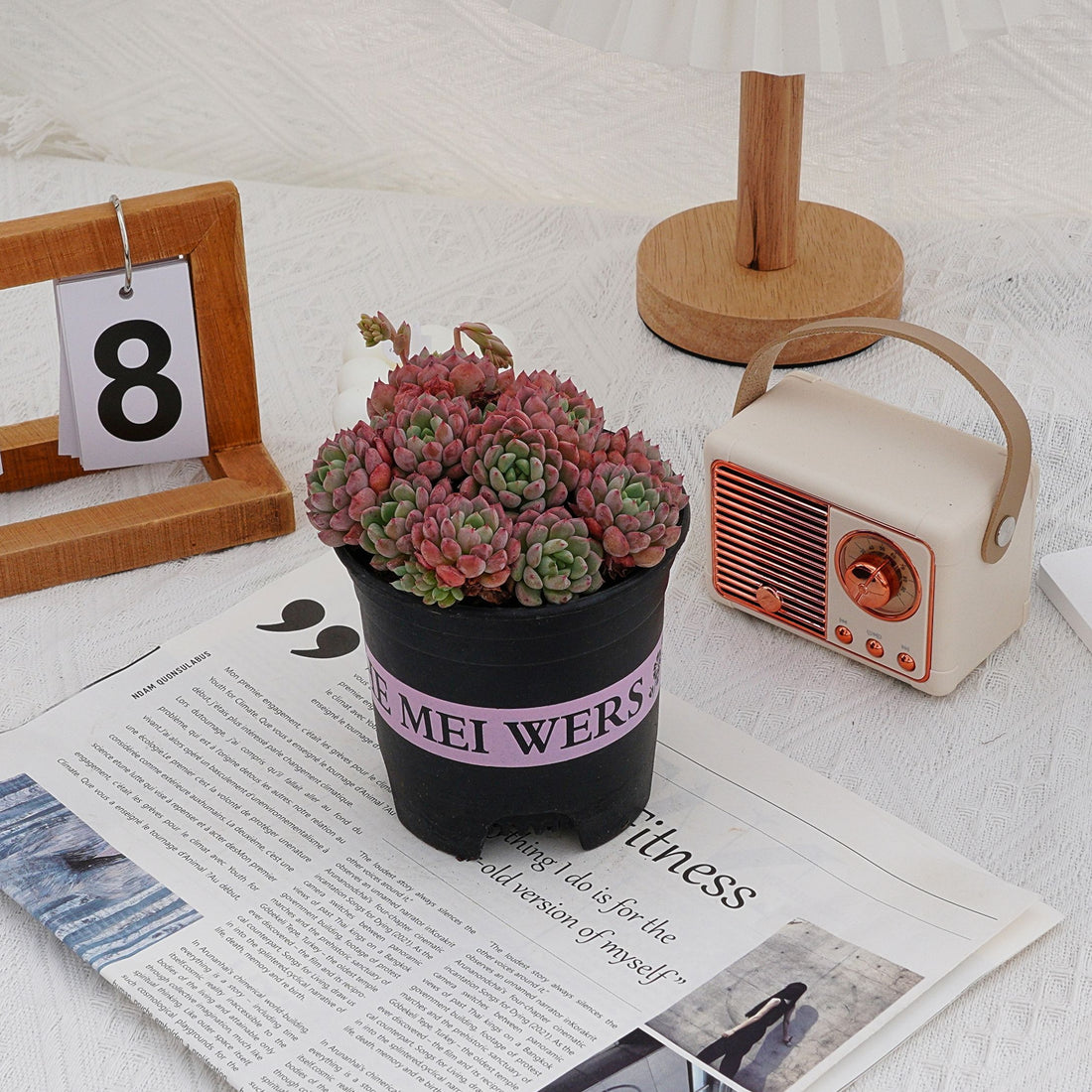 5'' Echeveria Bella Rouge, Rare Live Succulent Plants