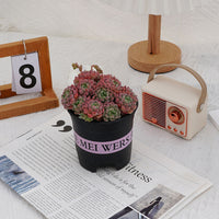 5'' Echeveria Bella Rouge, Rare Live Succulent Plants