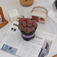 5'' Echeveria Bella Rouge, Rare Live Succulent Plants
