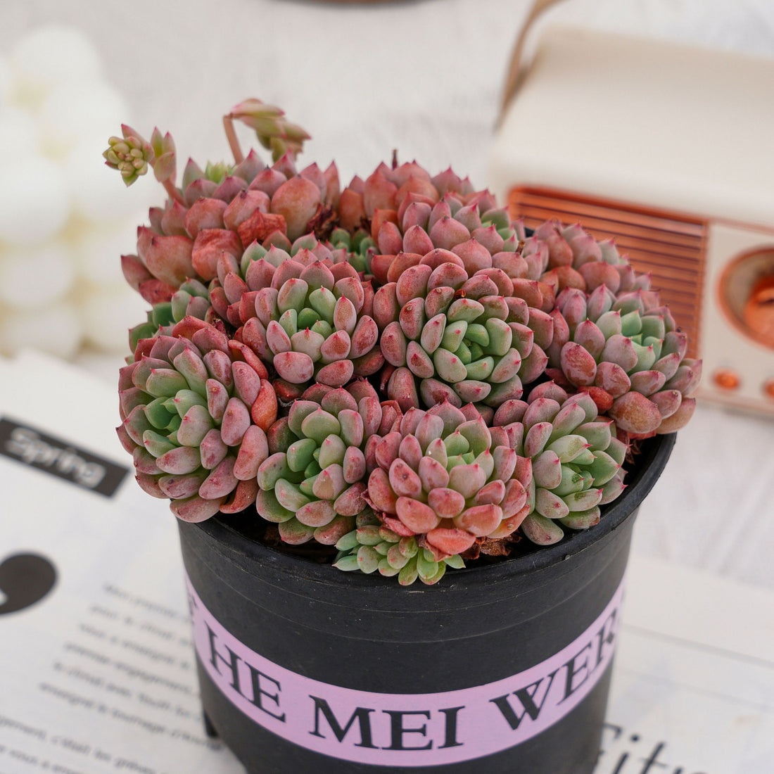 5'' Echeveria Bella Rouge, Rare Live Succulent Plants