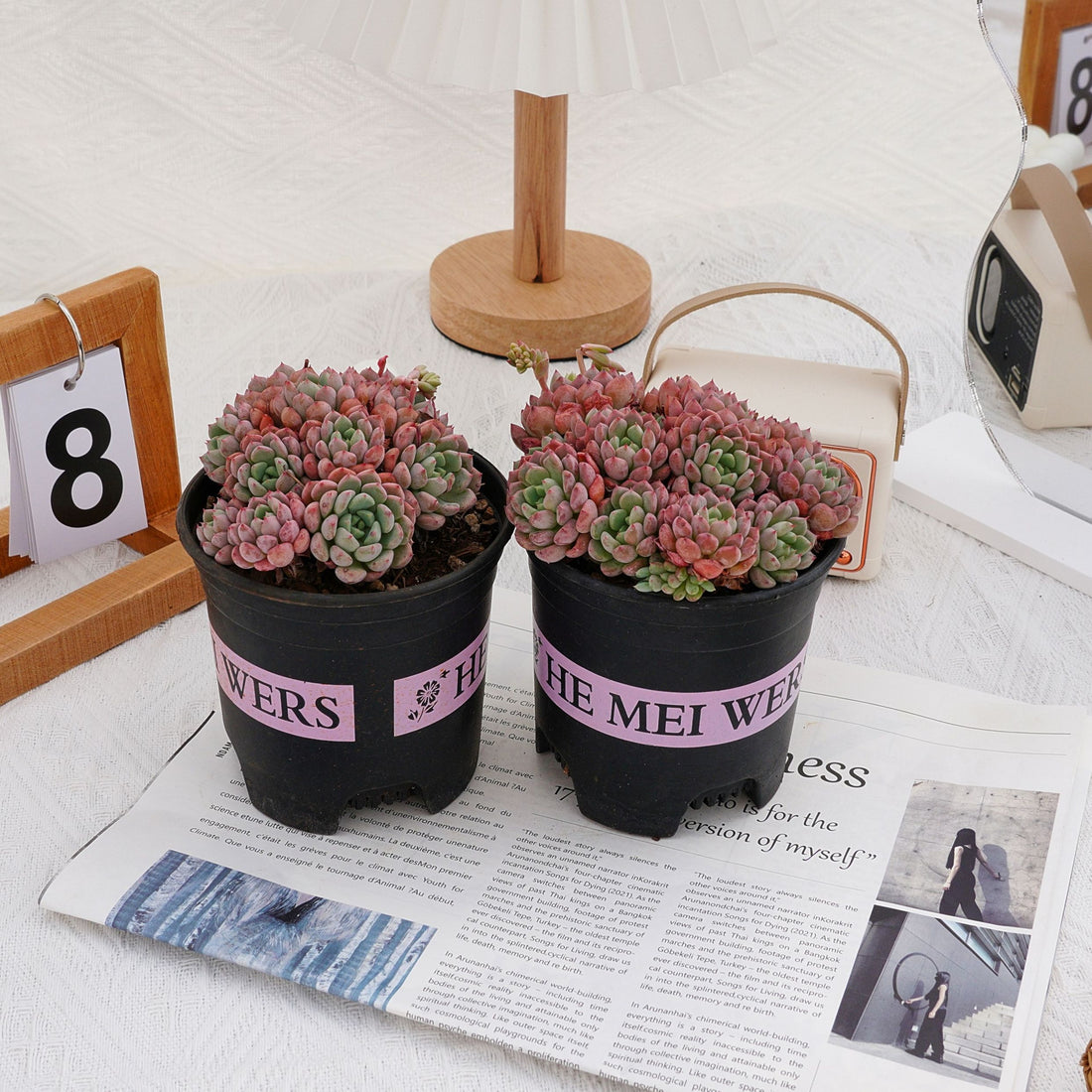 5'' Echeveria Bella Rouge, Rare Live Succulent Plants