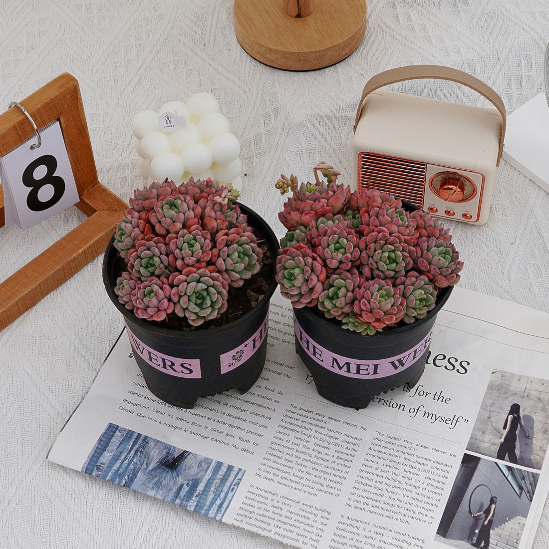 5'' Echeveria Bella Rouge, Rare Live Succulent Plants