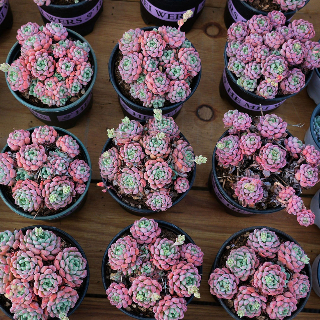5'' Echeveria Bella Rouge, Rare Live Succulent Plants