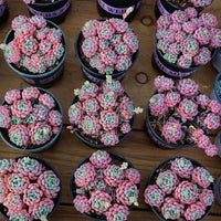 5'' Echeveria Bella Rouge, Rare Live Succulent Plants