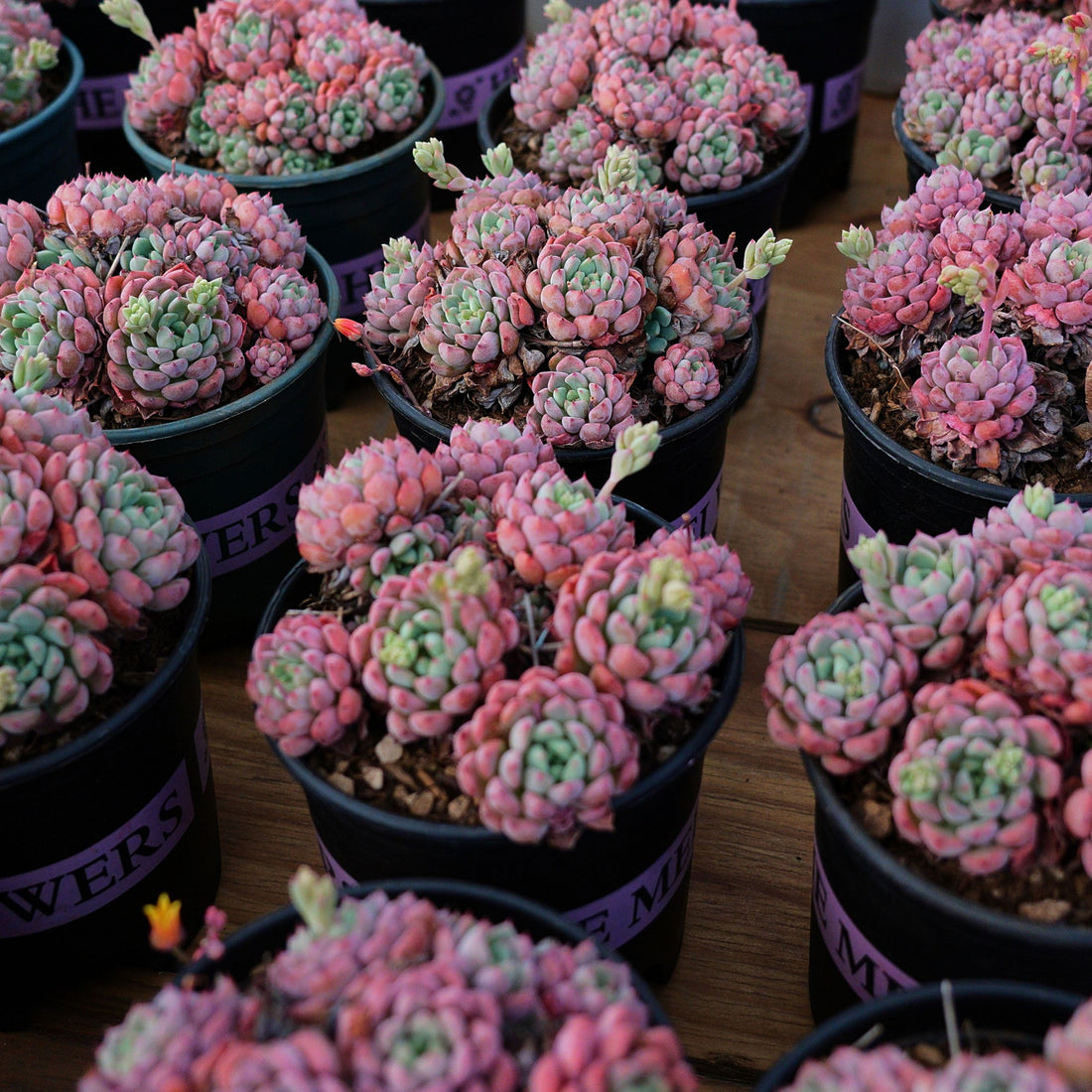 5'' Echeveria Bella Rouge, Rare Live Succulent Plants