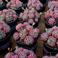 5'' Echeveria Bella Rouge, Rare Live Succulent Plants
