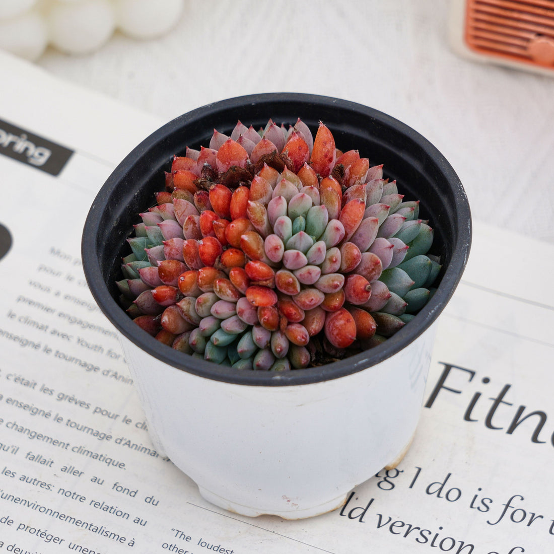 4'' Echeveria Setosa Rondelli, Rare Live Succulent Plants
