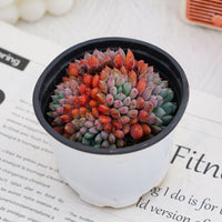 4'' Echeveria Setosa Rondelli, Rare Live Succulent Plants