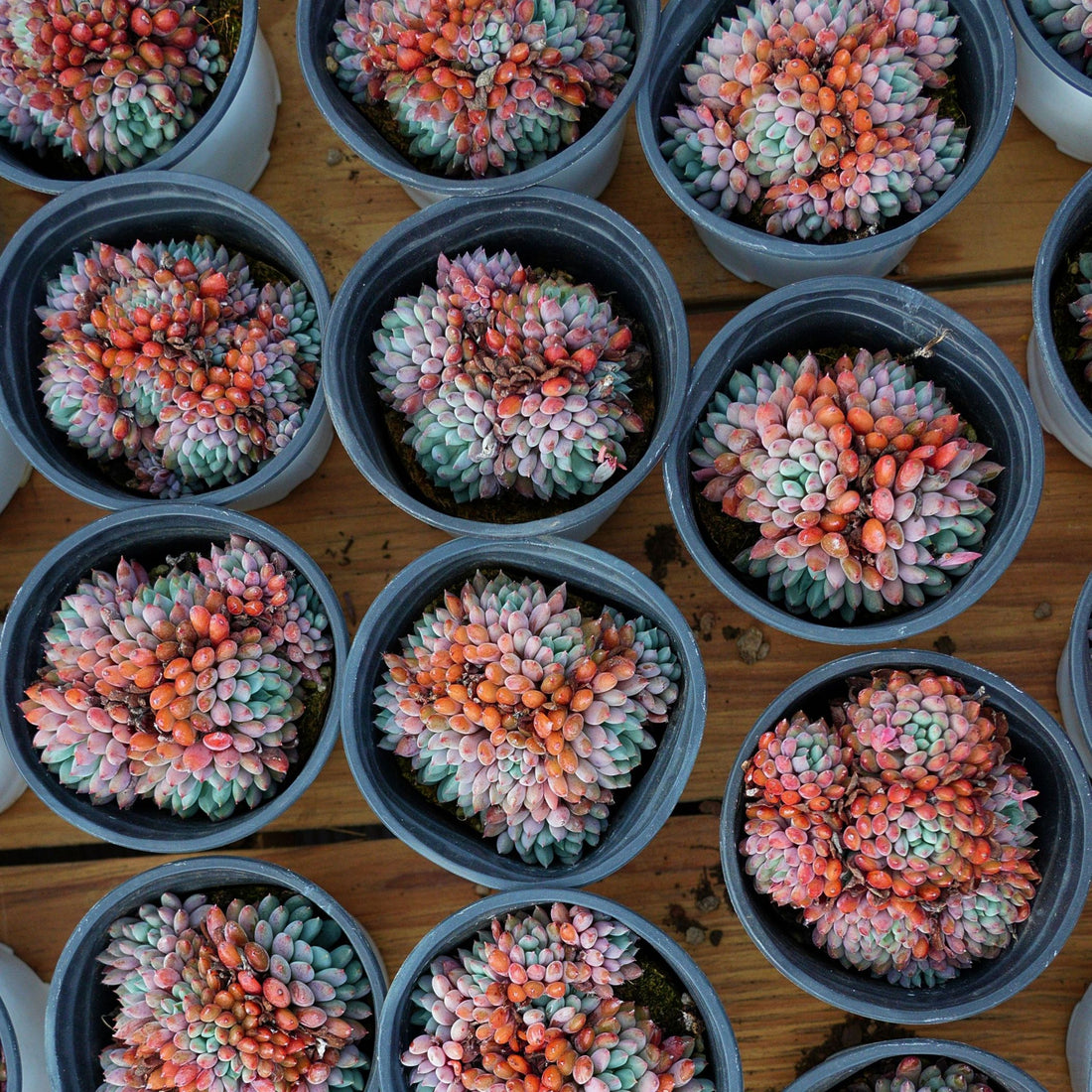 4'' Echeveria Setosa Rondelli, Rare Live Succulent Plants