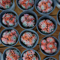 4'' Echeveria Setosa Rondelli, Rare Live Succulent Plants