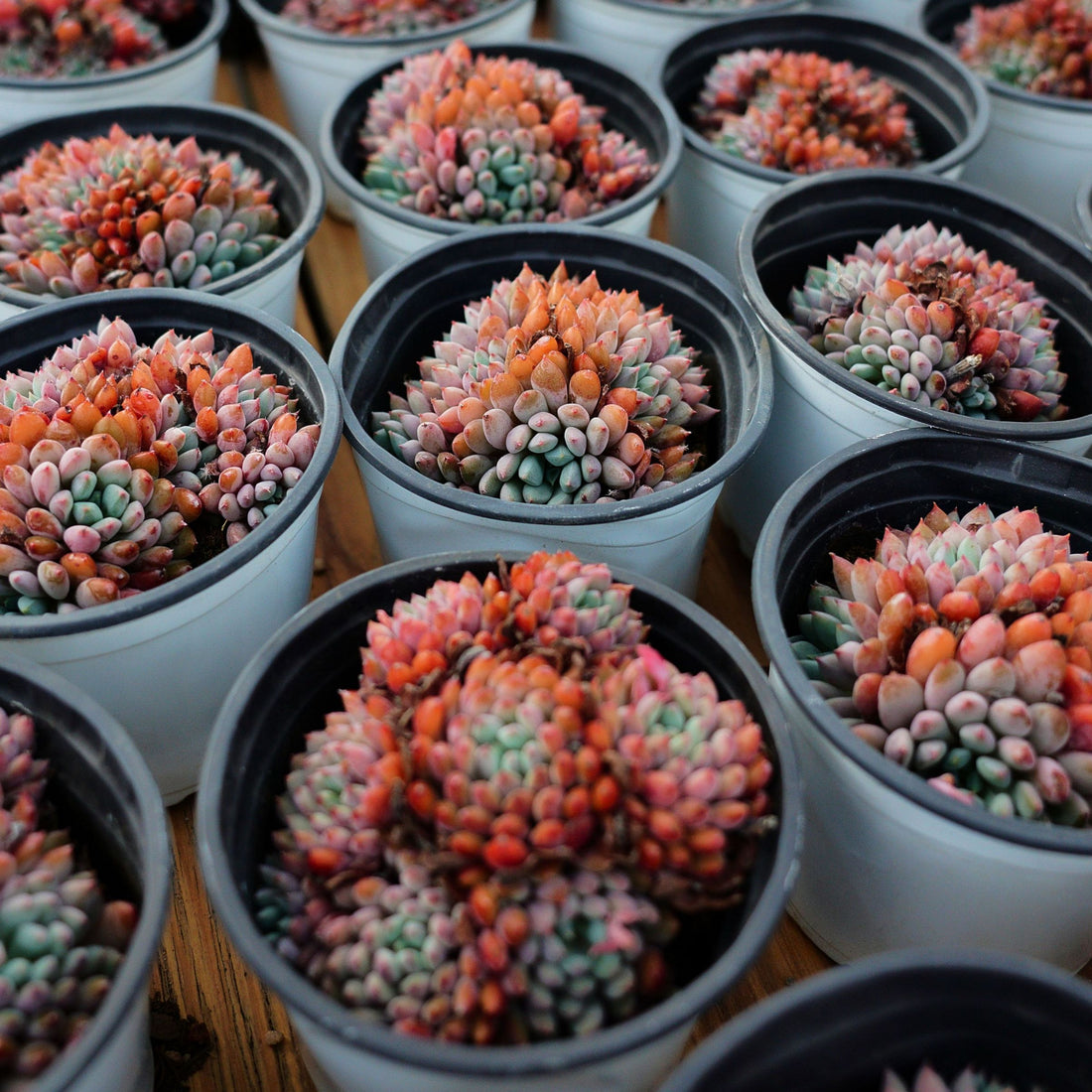 4'' Echeveria Setosa Rondelli, Rare Live Succulent Plants