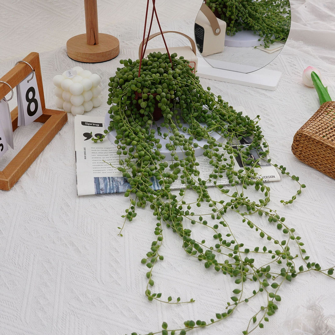 5'' Senecio Rowleyanus, Rare Live Succulent Plants