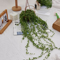 5'' Senecio Rowleyanus, Rare Live Succulent Plants